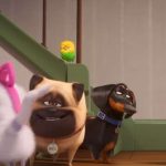 English video lesson: How to act like a cat. Listening comprehension, vocabulary, grammar: short forms (gonna/gotta)