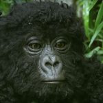 English video lesson: spy gorilla. Listening comprehension, vocabulary, grammar: modal verbs (won't /can / can't /must)