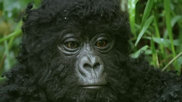 English video lesson: spy gorilla. Listening comprehension, vocabulary, grammar: modal verbs (won't /can / can't /must)