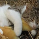 English video lesson: Cat mothers ducklings. Listening comprehension, vocabulary, grammar: prepositions of place: underneath, over, in front of, next to