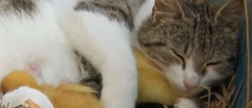 English video lesson: Cat mothers ducklings. Listening comprehension, vocabulary, grammar: prepositions of place: underneath, over, in front of, next to