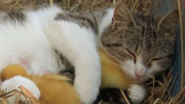 English video lesson: Cat mothers ducklings. Listening comprehension, vocabulary, grammar: prepositions of place: underneath, over, in front of, next to